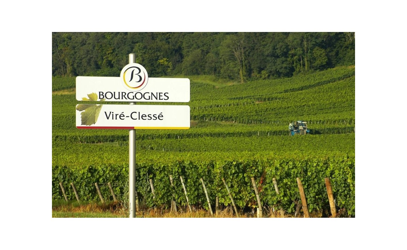 Viré-Clessé : appellation bourguignonne et vins blancs