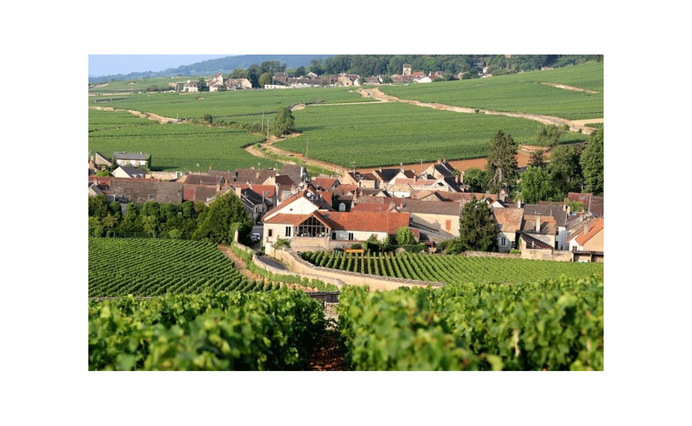 Volnay 1er Cru : appellation et style en Côte de Beaune