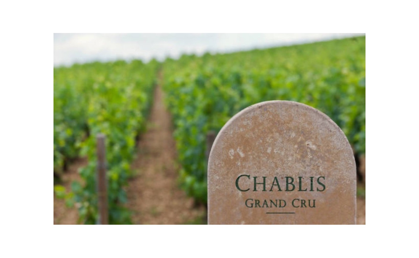 Chablis : guide complet d'une appellation bourguignonne