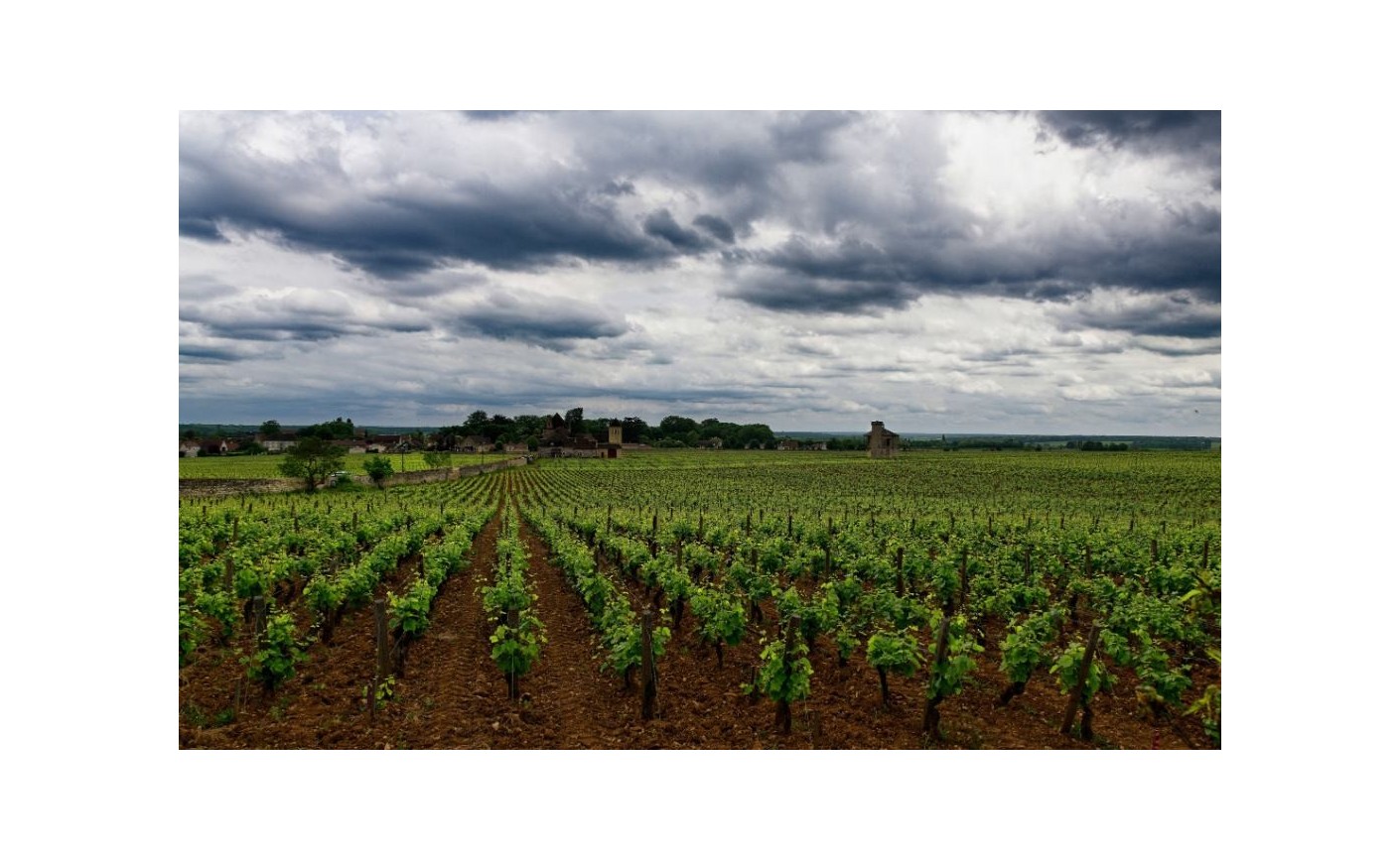 Pomerol : guide complet d'une appellation du Libournais