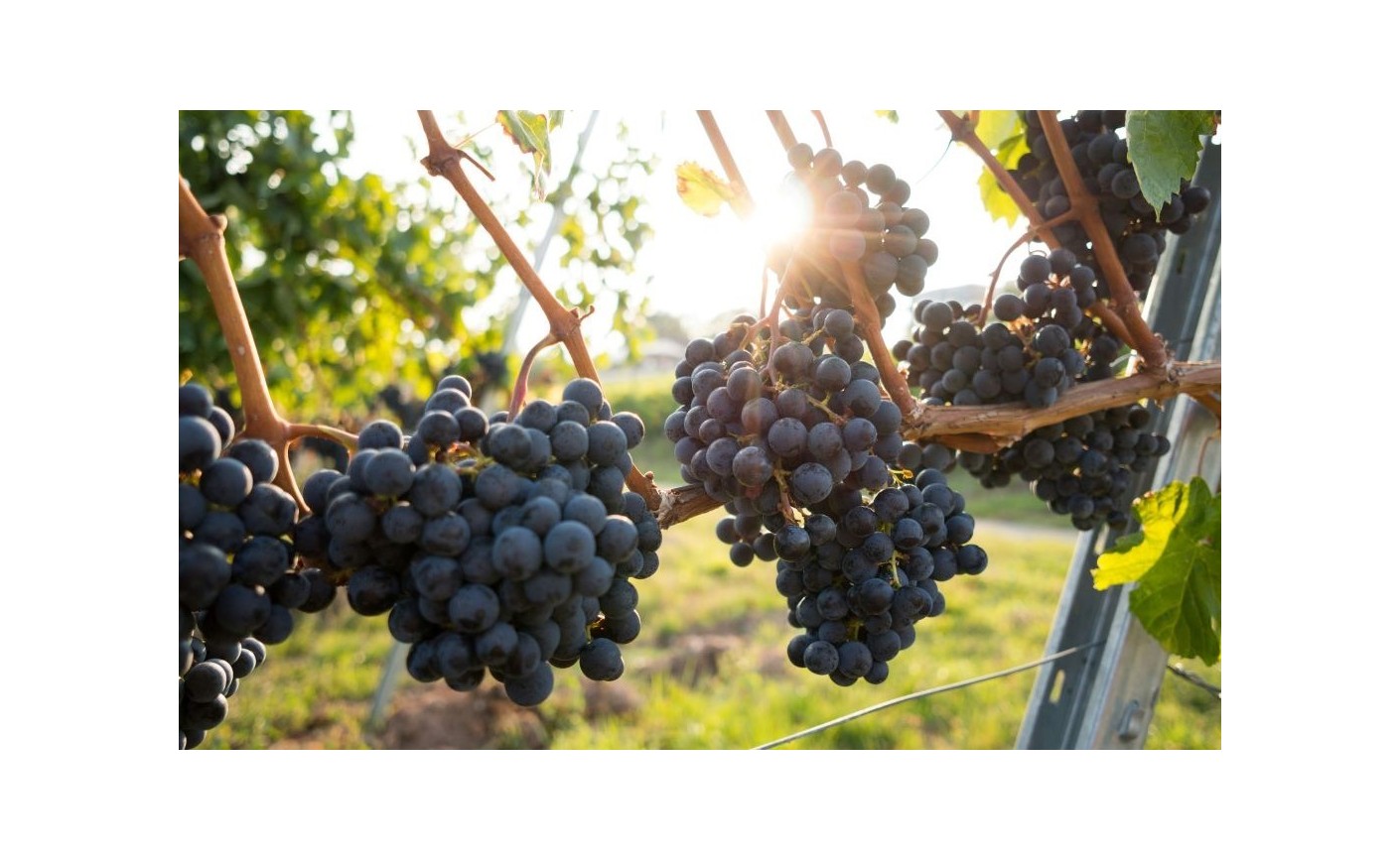 Pauillac : guide complet d'une grande appellation du Médoc