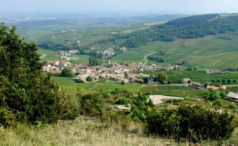 Pouilly-Fuissé : guide complet d'une appellation bourguignonne