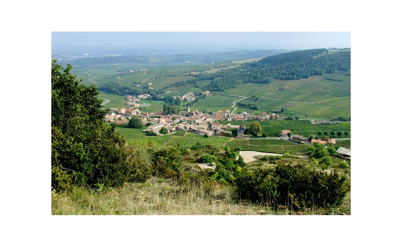 Pouilly-Fuissé : guide complet d'une appellation bourguignonne