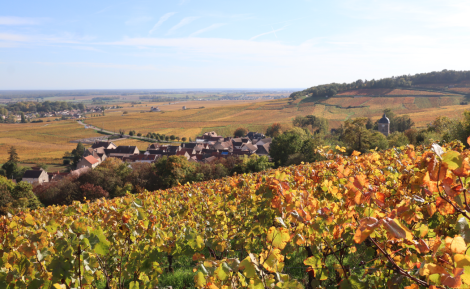 Chambolle-Musigny : guide complet d'une appellation bourguignonne