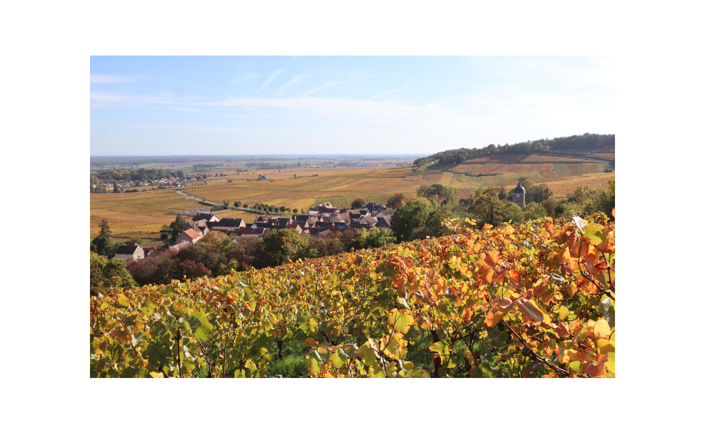 Chambolle-Musigny : guide complet d'une appellation bourguignonne