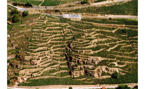 Côte-Rôtie : guide complet d'une appellation du Rhône
