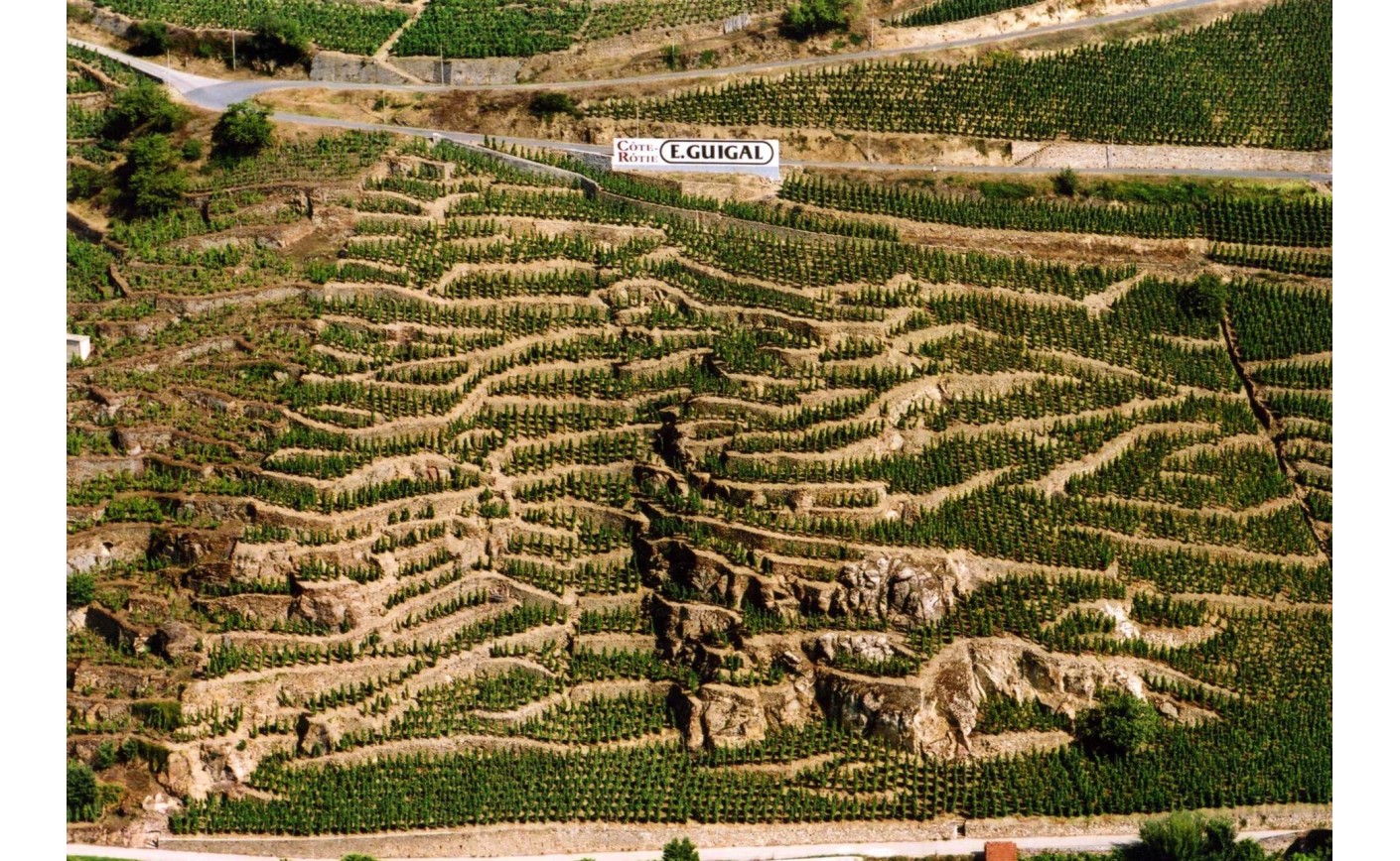 Côte-Rôtie : guide complet d'une appellation du Rhône