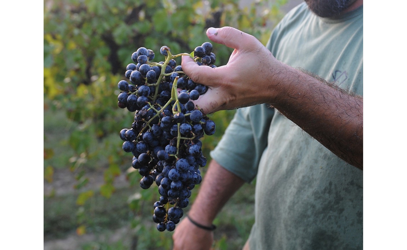 Rejoignez Mon Vin Français et soutenez la viticulture française !