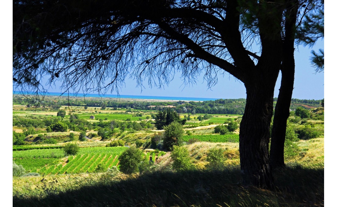 Plongée au cœur des Vignobles Foncalieu