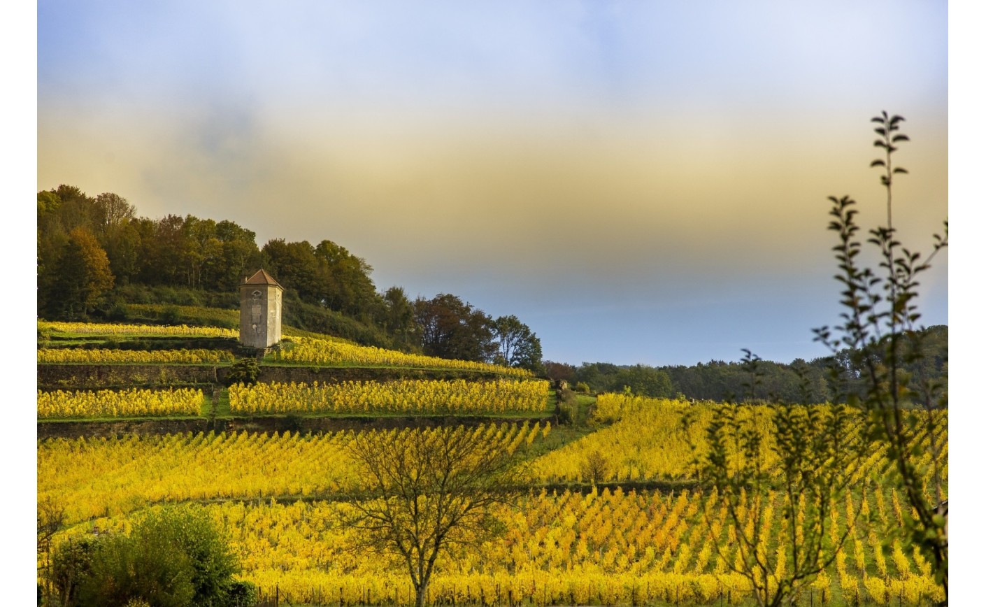 Le vignoble du Jura