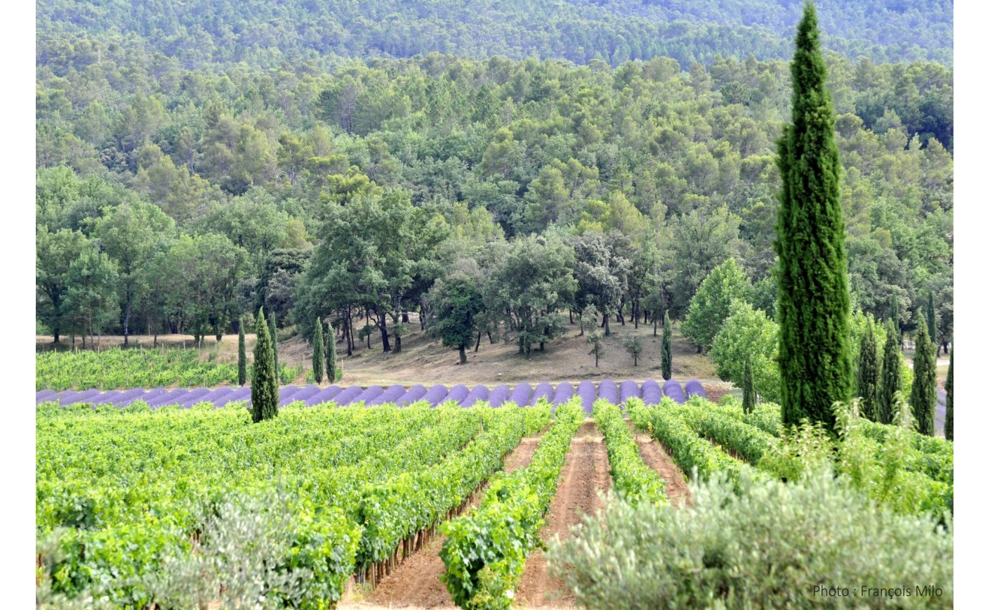 Le vignoble des vins de Provence