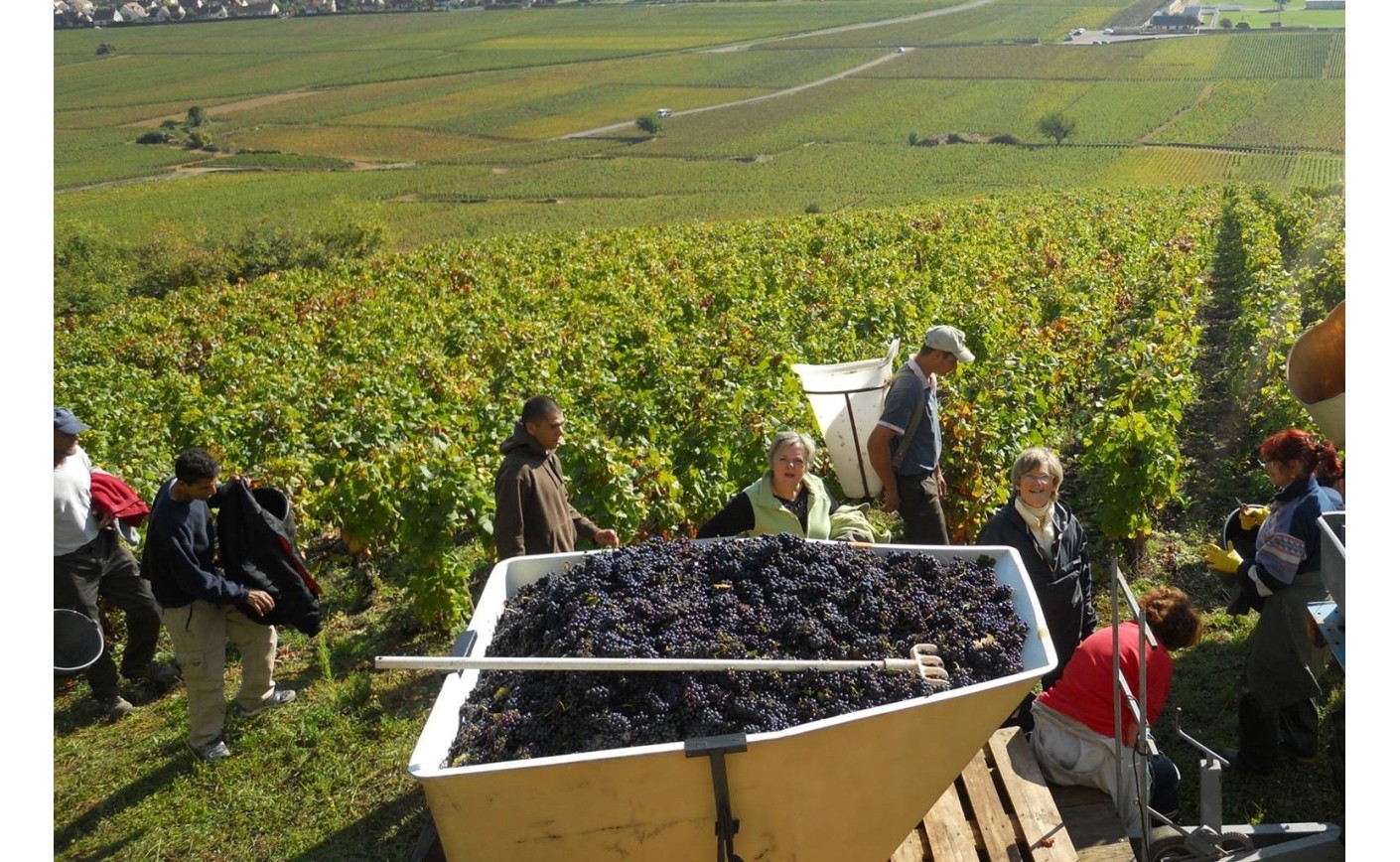 Domaine Cauvard